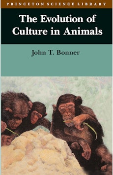 动物文化的进化