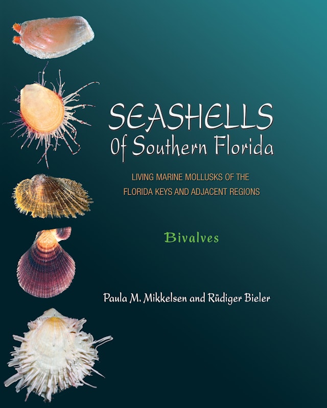 Seashells of Southern Florida