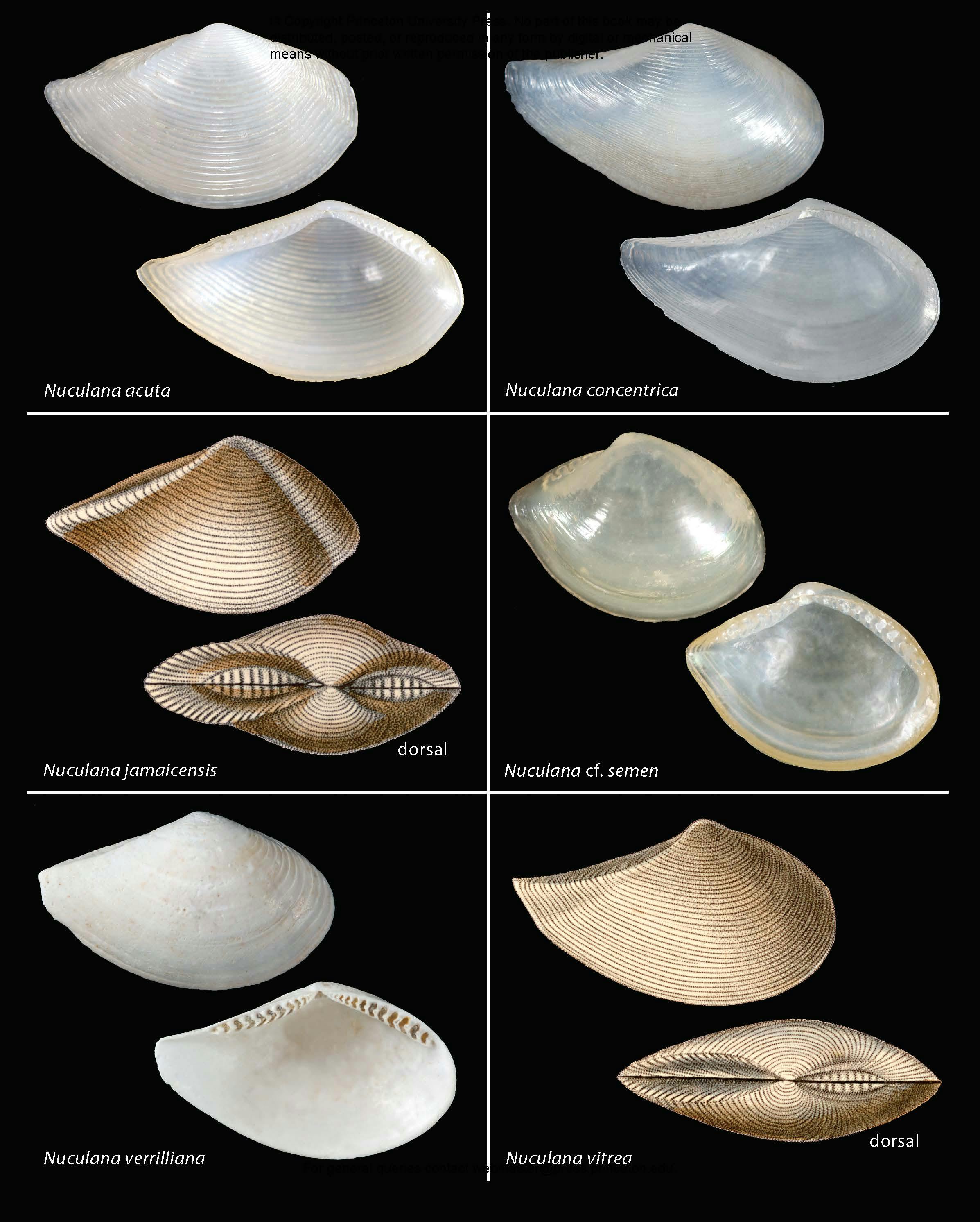 Seashells of Southern Florida | Princeton University Press