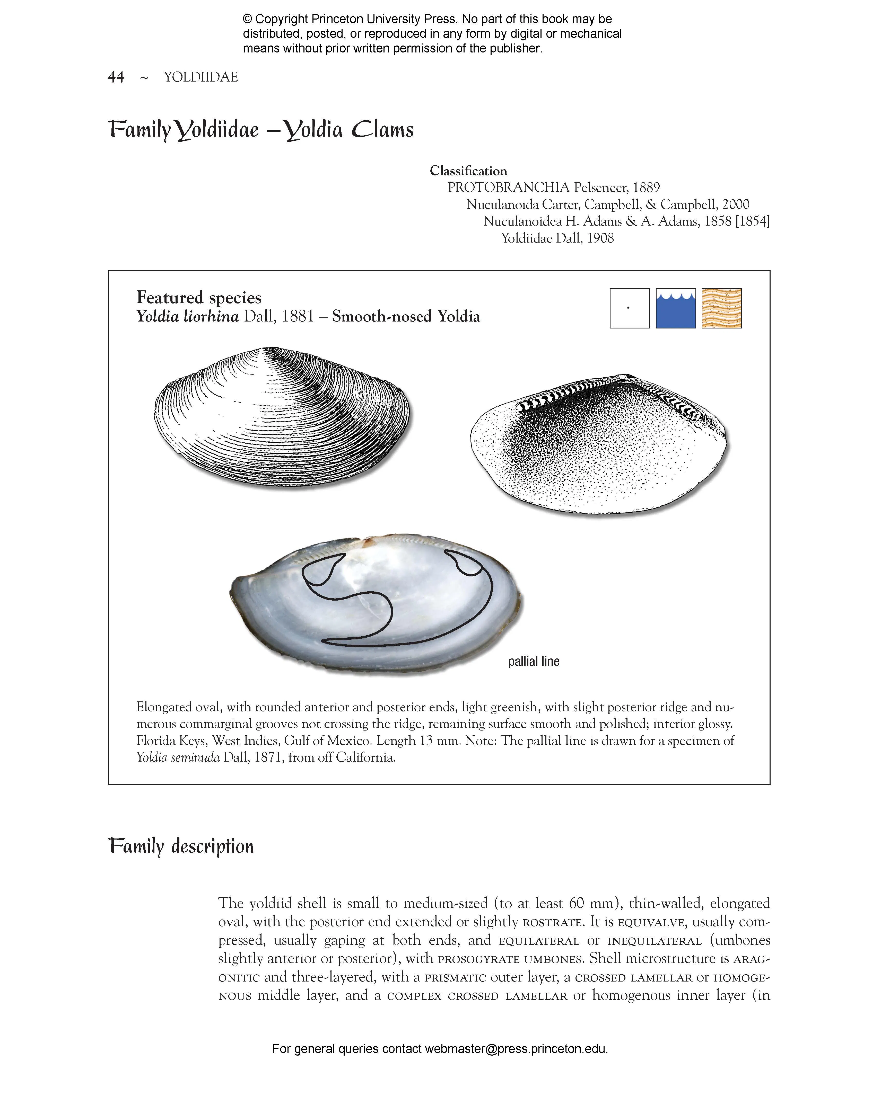 Seashells of Southern Florida | Princeton University Press