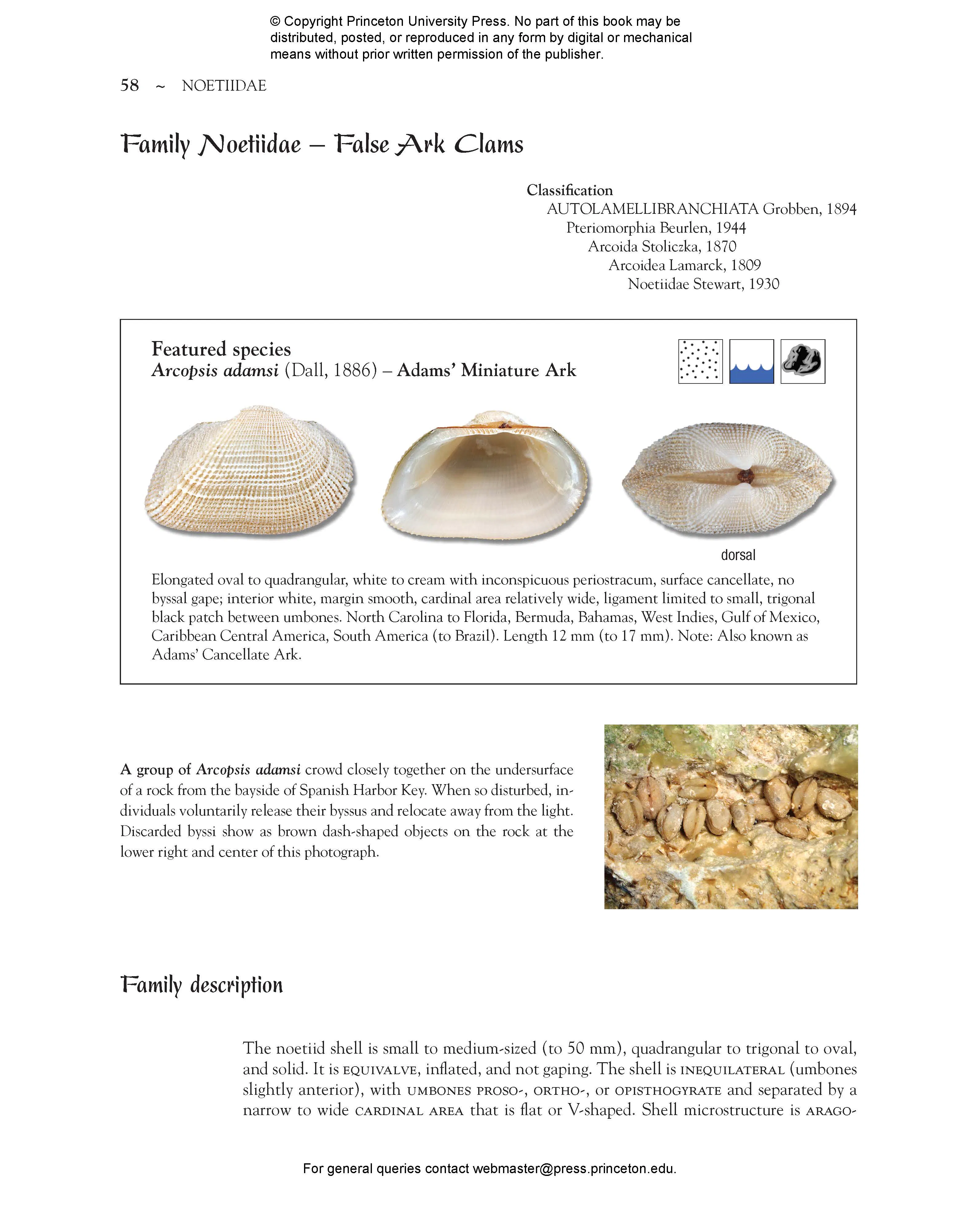 Seashells of Southern Florida | Princeton University Press
