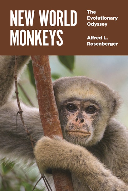 New World Monkeys  Princeton University Press