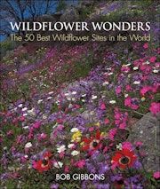 Wildflower Wonders