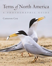 Terns of North America