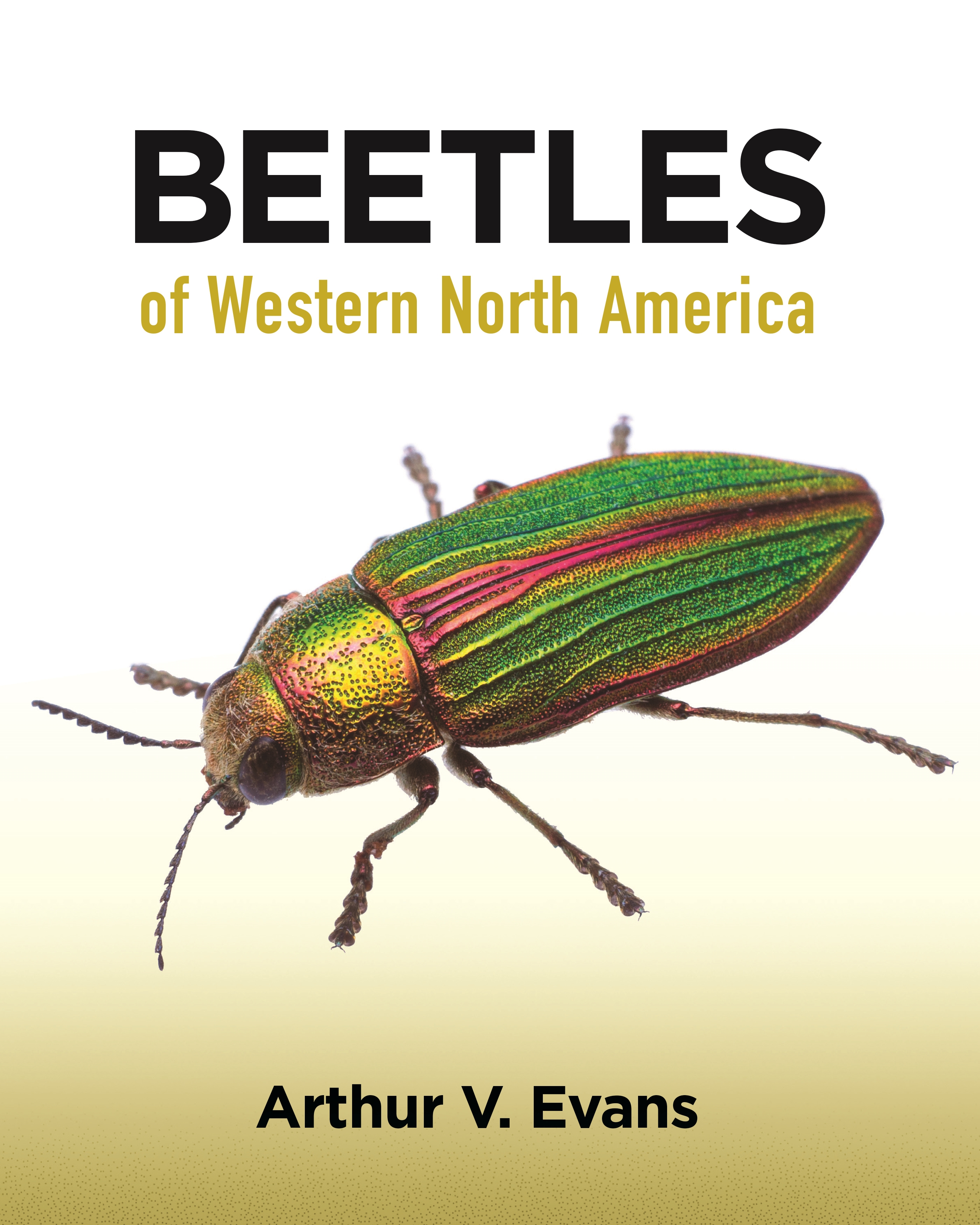 images of beetles