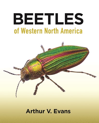 beetle species usa