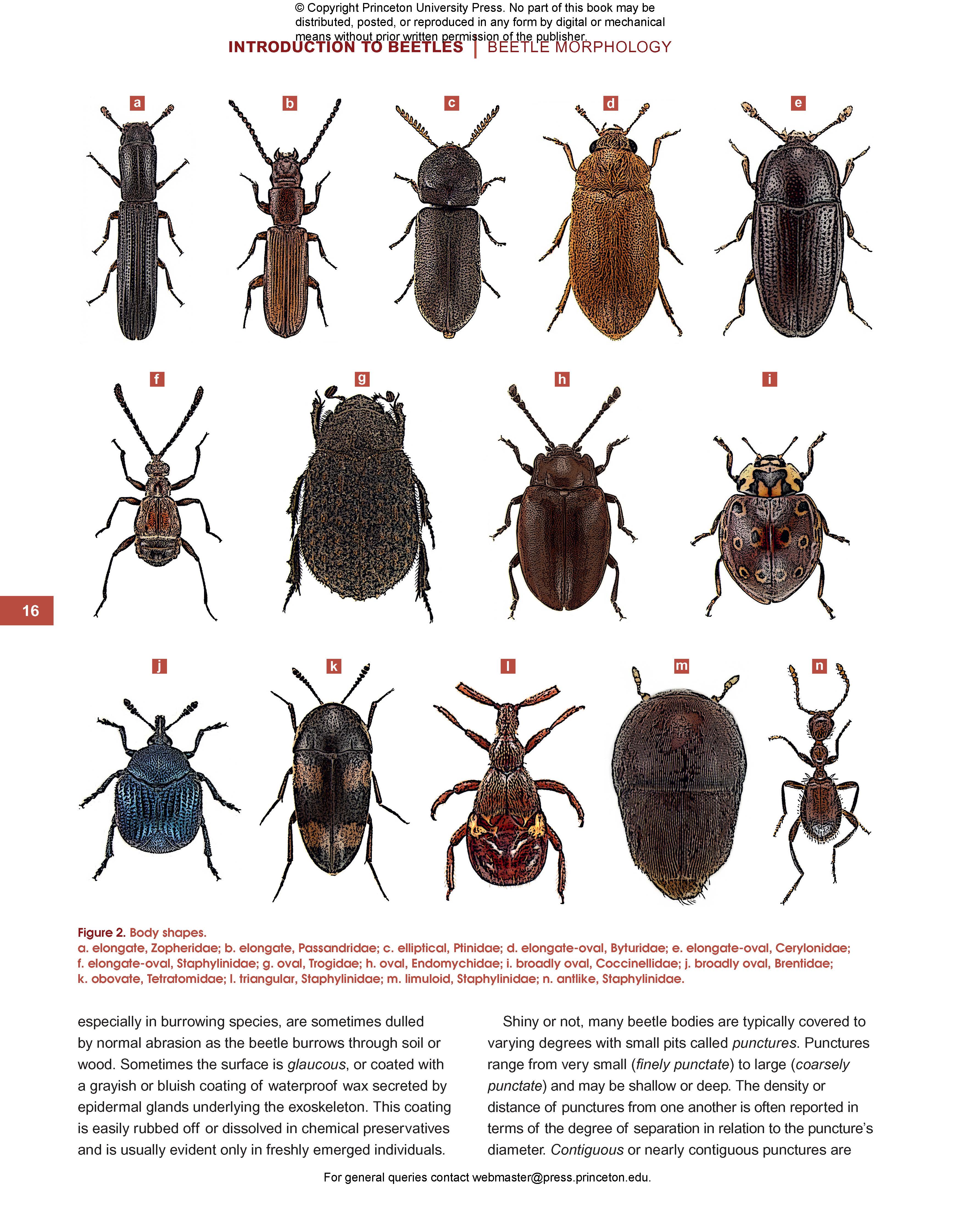 Beetles Of Western North America Princeton University Press