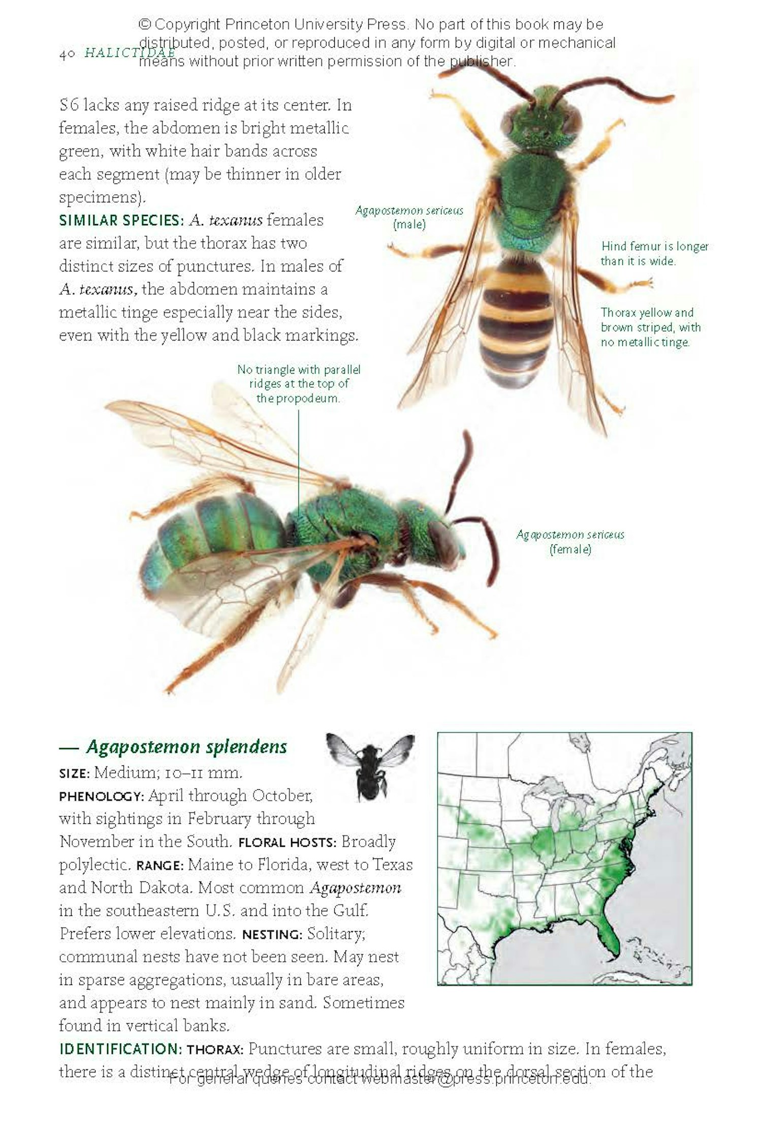 Common Bees of Eastern North America | Princeton University Press