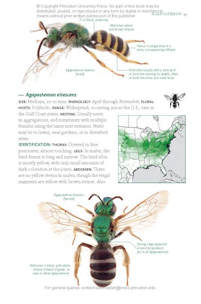 Common Bees of Eastern North America | Princeton University Press