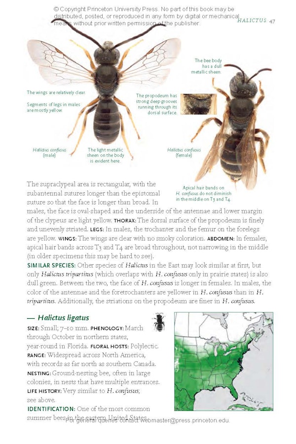 Common Bees of Eastern North America | Princeton University Press