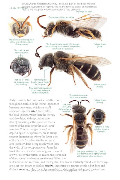 Common Bees of Eastern North America | Princeton University Press