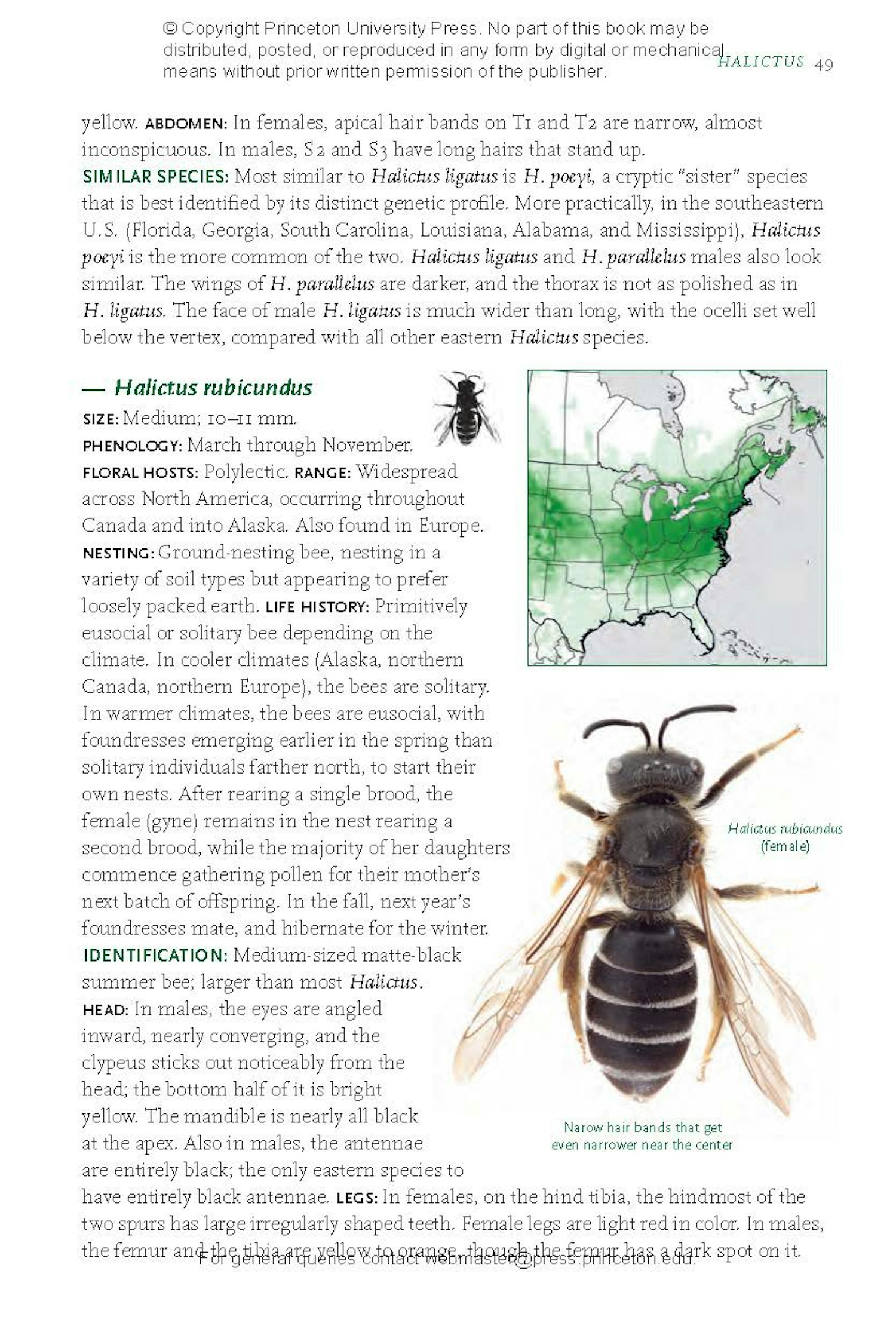 Common Bees of Eastern North America | Princeton University Press