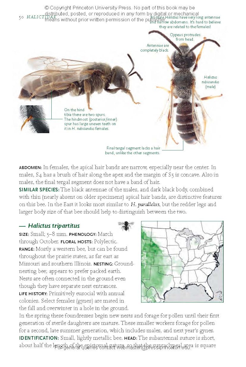 Common Bees of Eastern North America | Princeton University Press