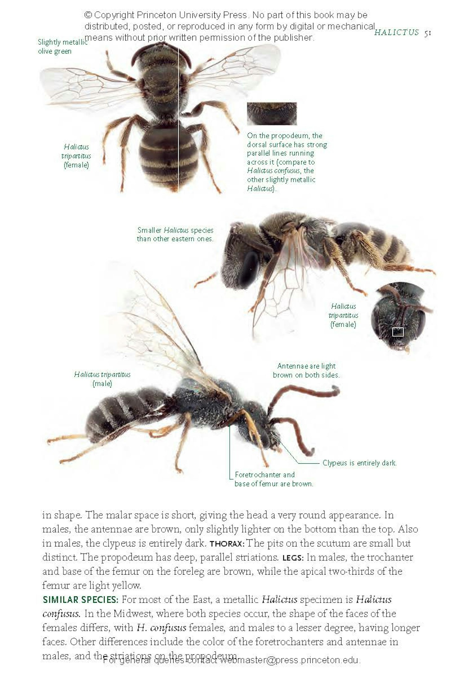 Common Bees of Eastern North America | Princeton University Press