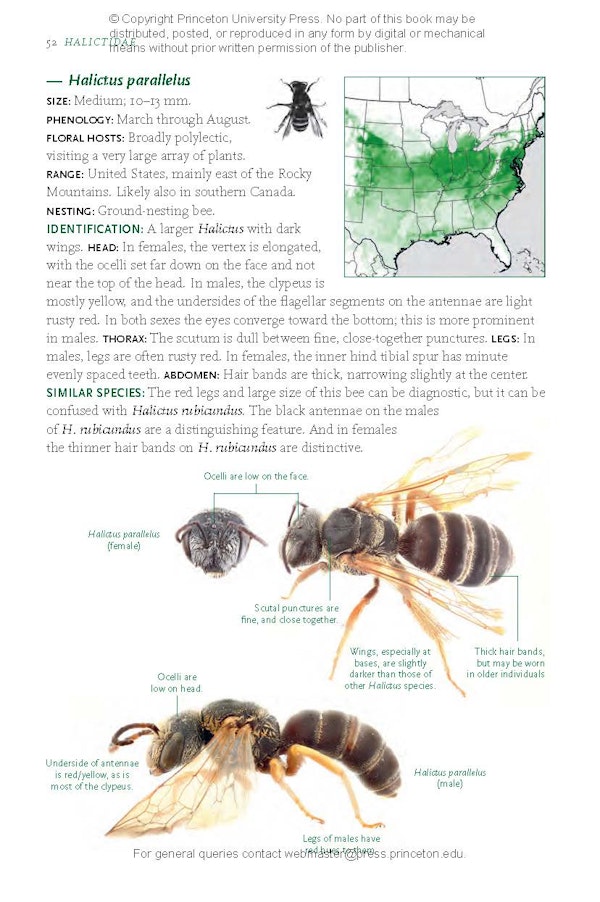 Common Bees of Eastern North America | Princeton University Press