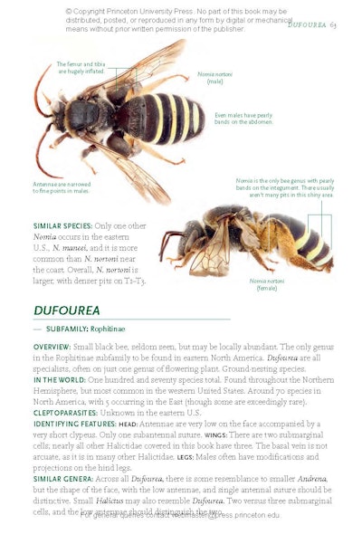 Common Bees of Eastern North America | Princeton University Press