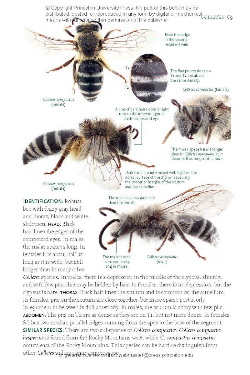 Common Bees of Eastern North America | Princeton University Press