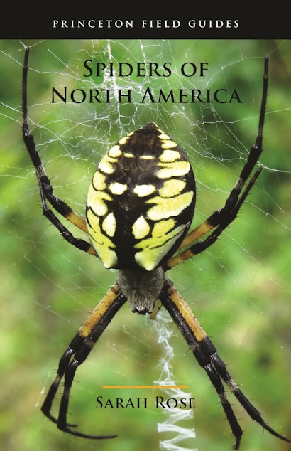 Fall Spider Identification Guide