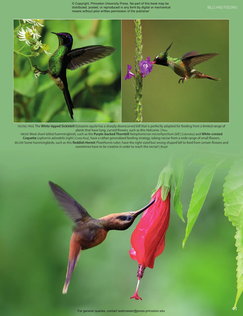 Hummingbirds | Princeton University Press