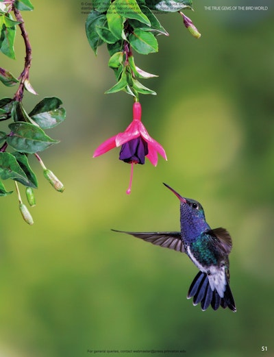 Hummingbirds | Princeton University Press