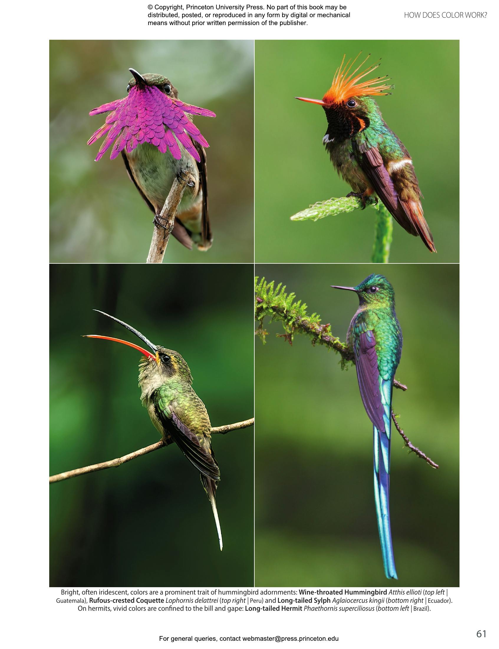 Hummingbirds | Princeton University Press