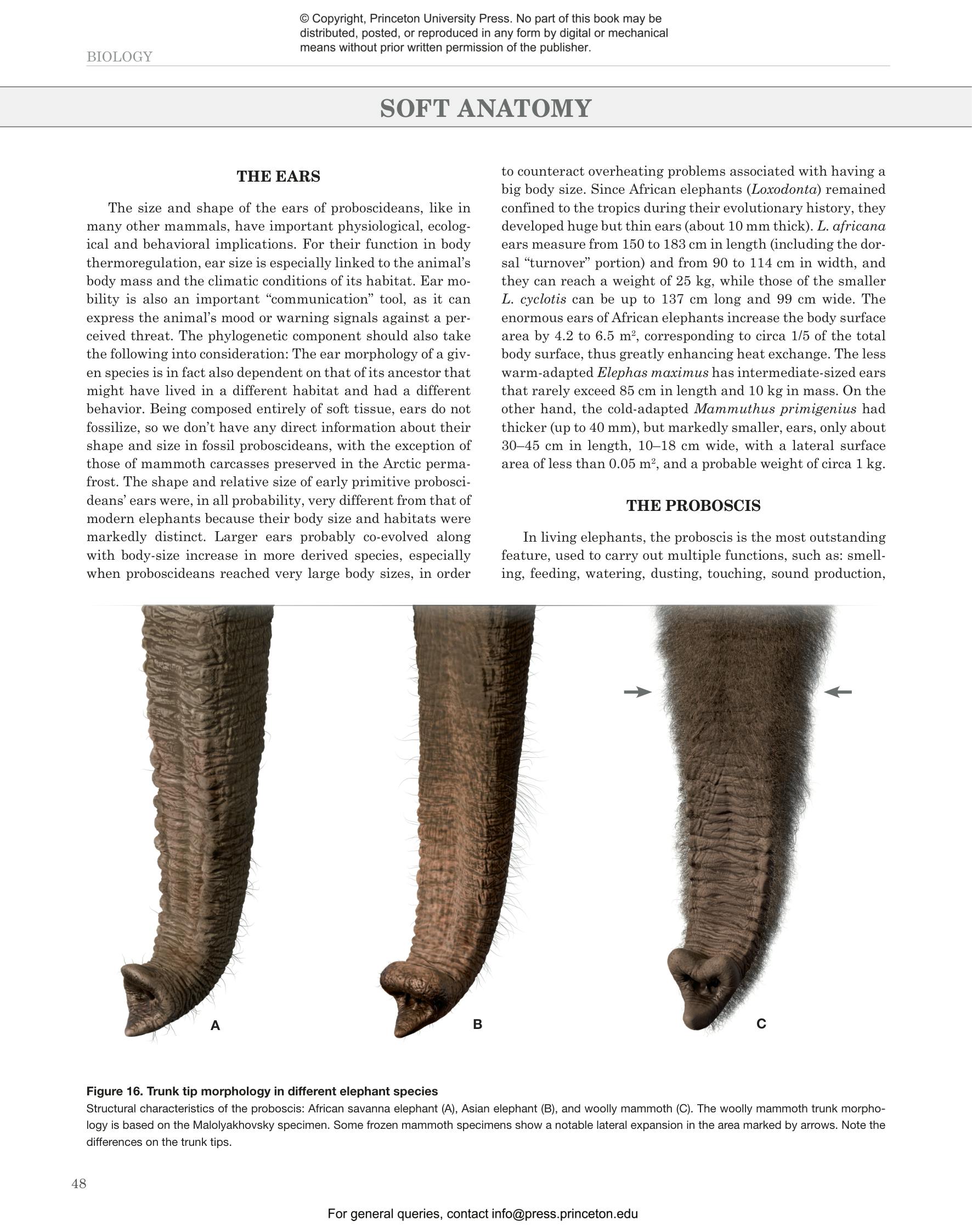 ELEPHANT 2冊 Amazon.com: NGR GM Elephants (Readers): 9781426318030: Marsh