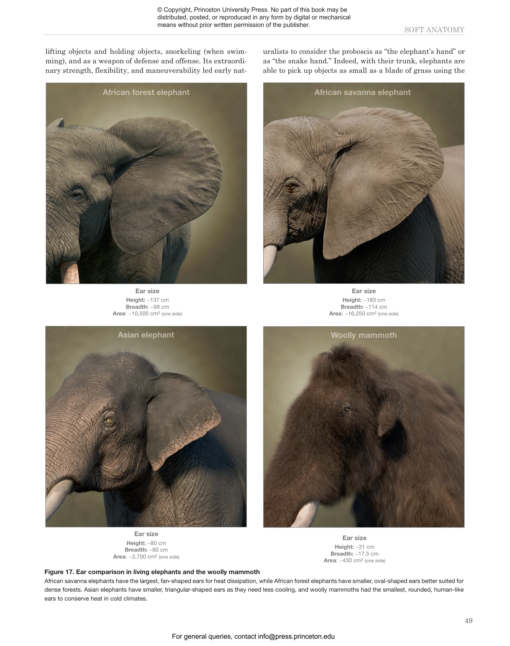 Elephants and Their Fossil Relatives | Princeton University Press Elephants and Their Fossil Relatives | Princeton University Press