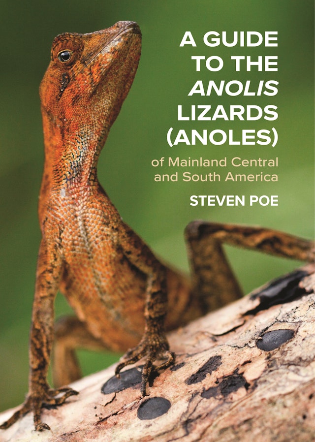 A Guide to the <i>Anolis</i> Lizards (Anoles) of Mainland Central and South America