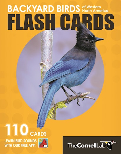Backyard Birds Flash Cards - Western North America