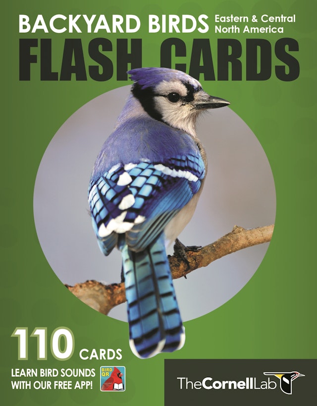 Backyard Birds Flash Cards - Eastern & Central North America