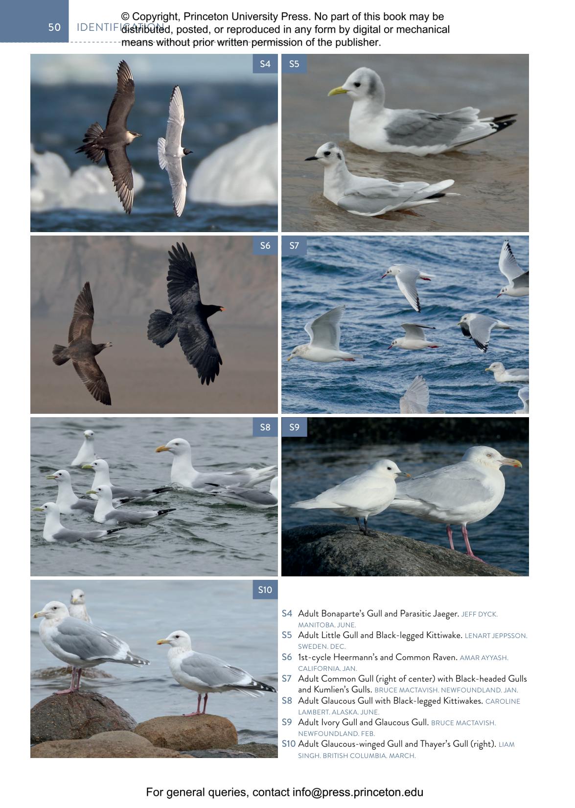 The Gull Guide | Princeton University Press