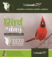 Bird a Day 2020 Interactive Daily Calendar Eastern & Central North America