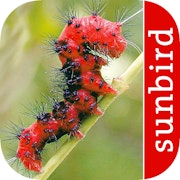 Caterpillars of Eastern North America (App)
