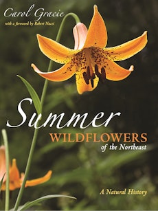 Summer Wildflowers of the Northeast