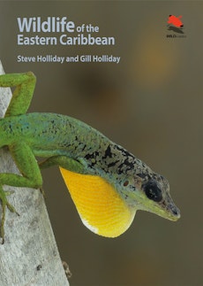 Wildlife of the Eastern Caribbean