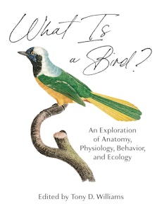 What Is a Bird?