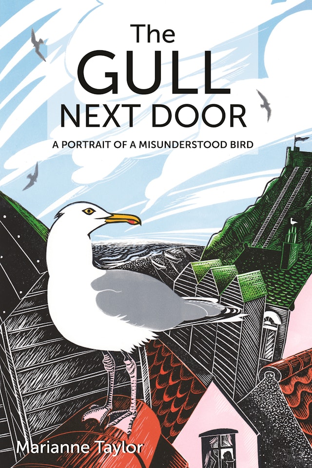 The Gull Next Door