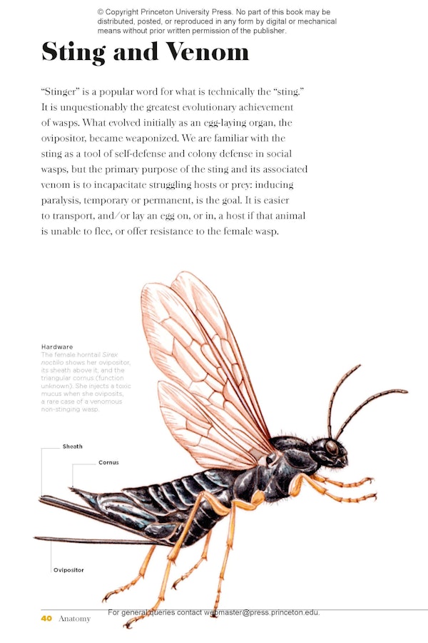 Wasps | Princeton University Press