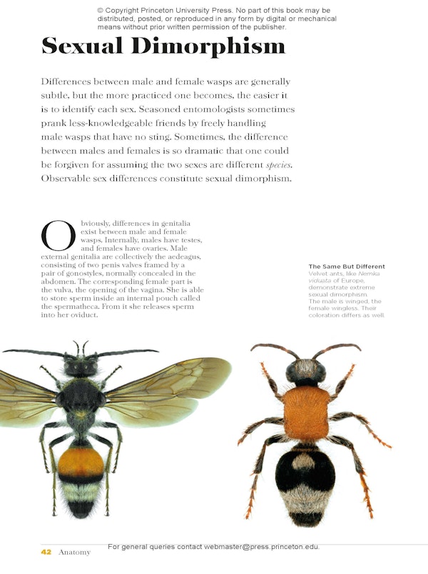 Wasps | Princeton University Press