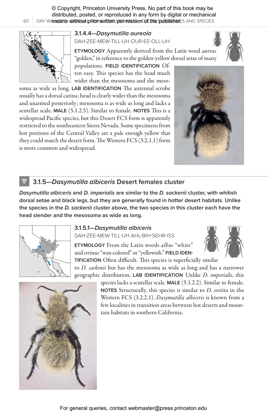 Velvet Ants Of North America | Princeton University Press