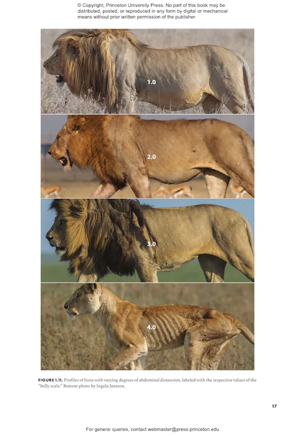 The Lion | Princeton University Press
