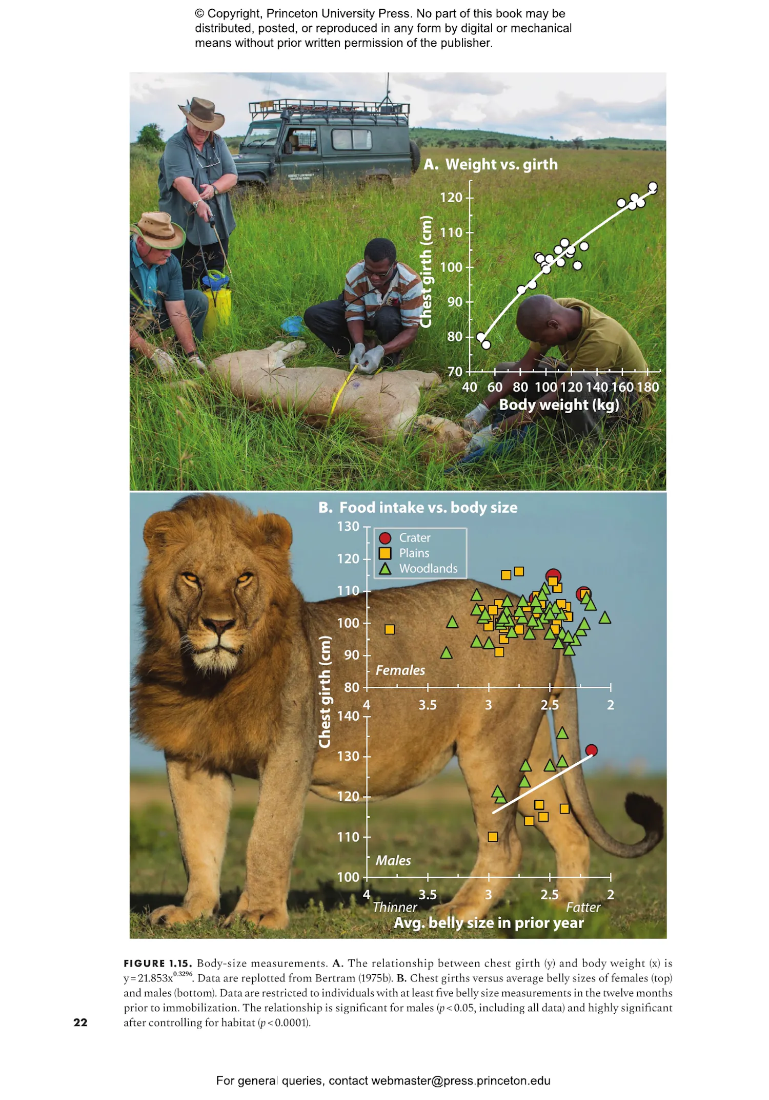 The Lion | Princeton University Press