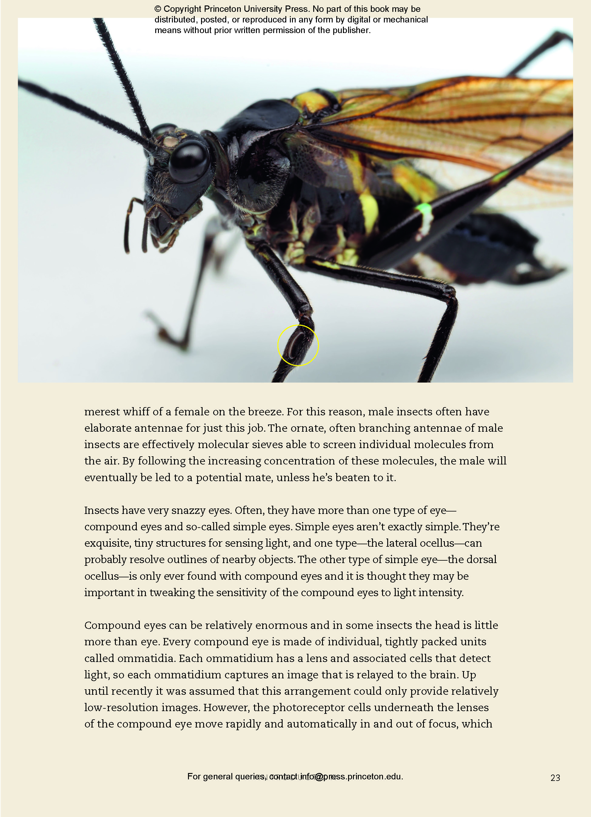 What Insects Do, And Why | Princeton University Press