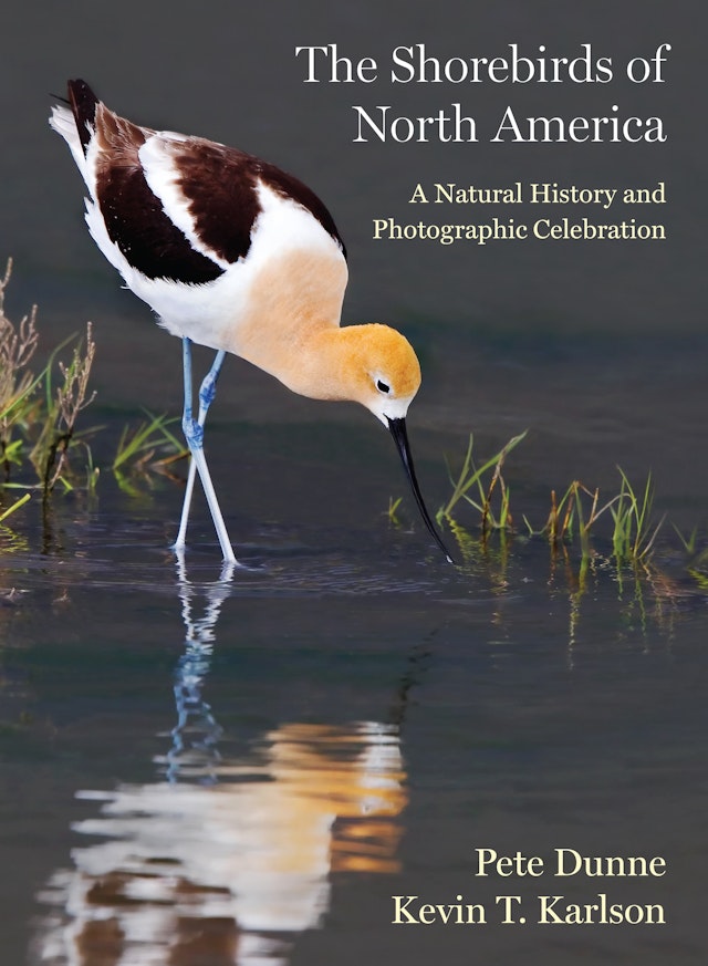 The Shorebirds of North America