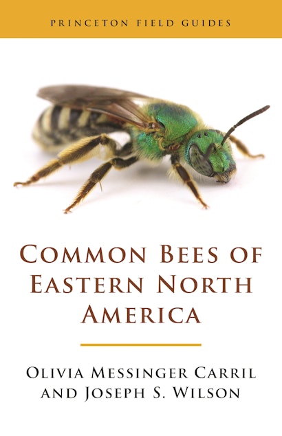 One of the most common North American bumble bee species is