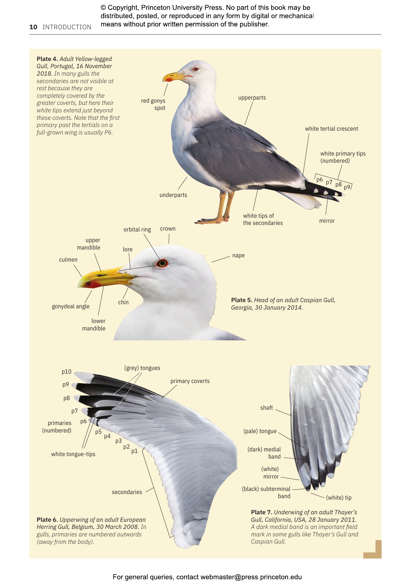 Gulls of Europe, North Africa, and the Middle East