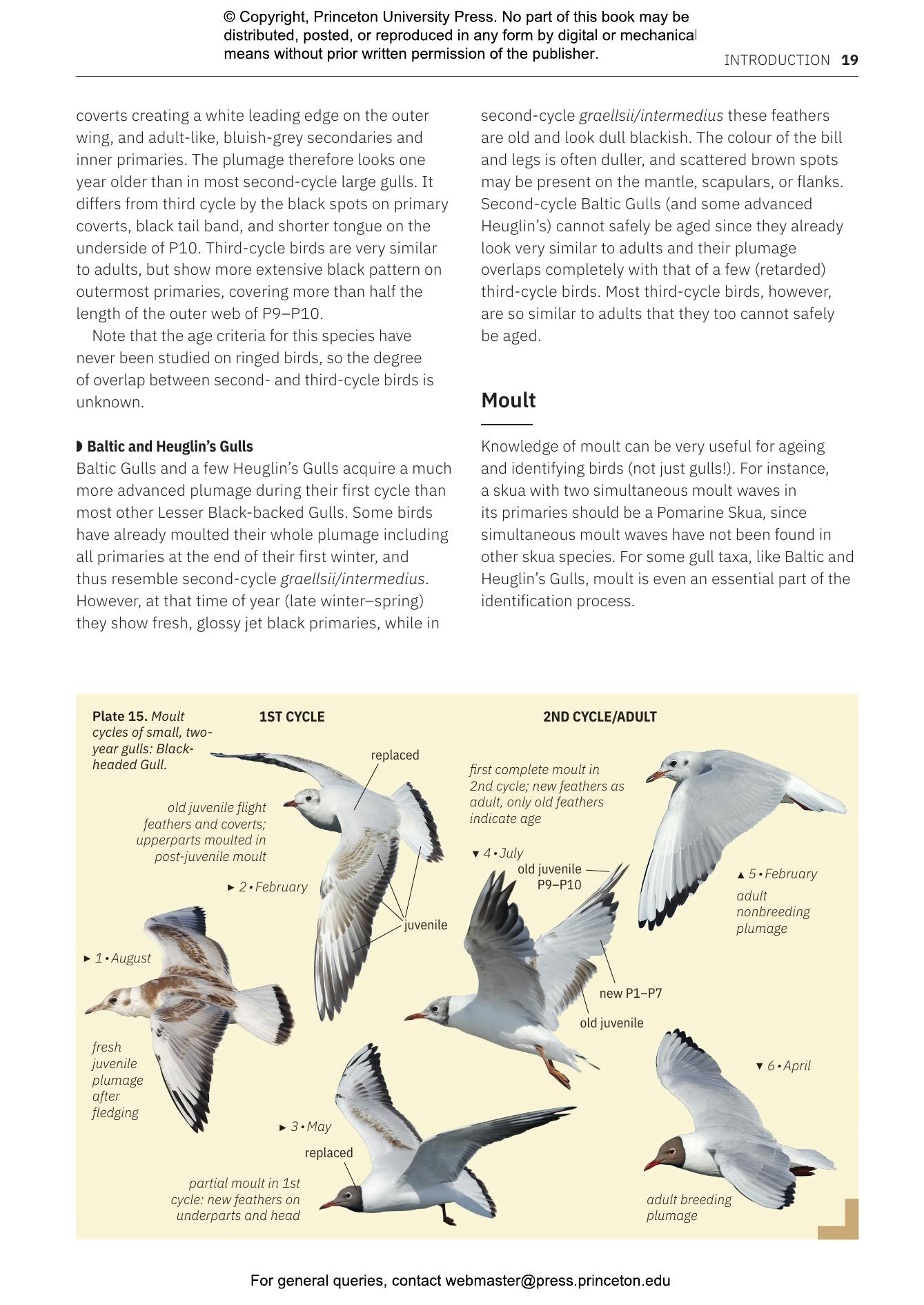 Gulls of Europe, North Africa, and the Middle East | Princeton