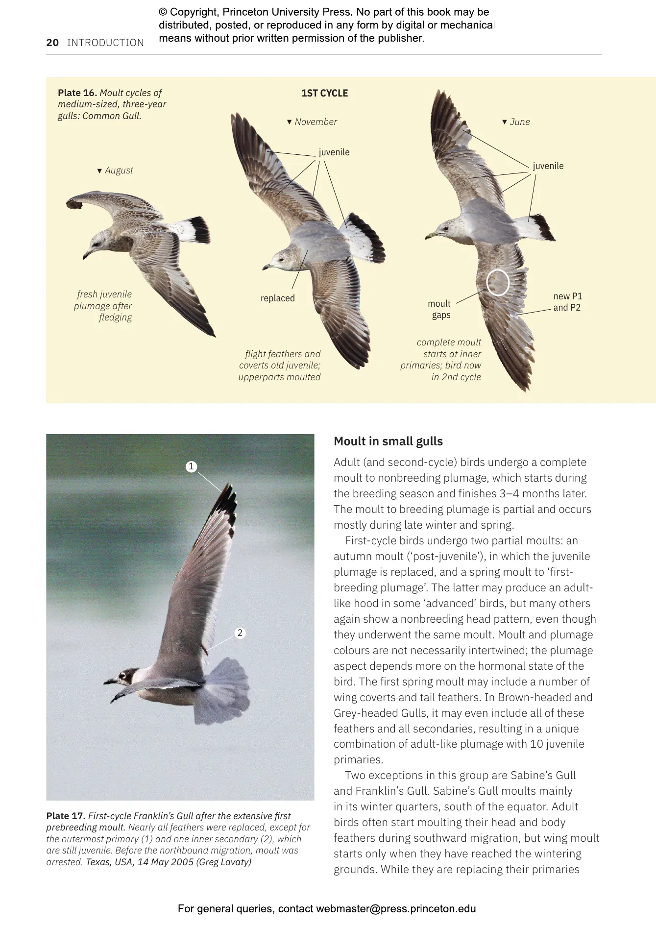 Gulls of Europe, North Africa, and the Middle East | Princeton