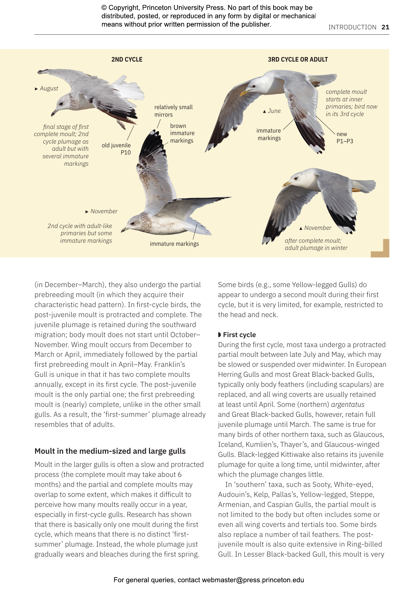 Gulls of Europe, North Africa, and the Middle East