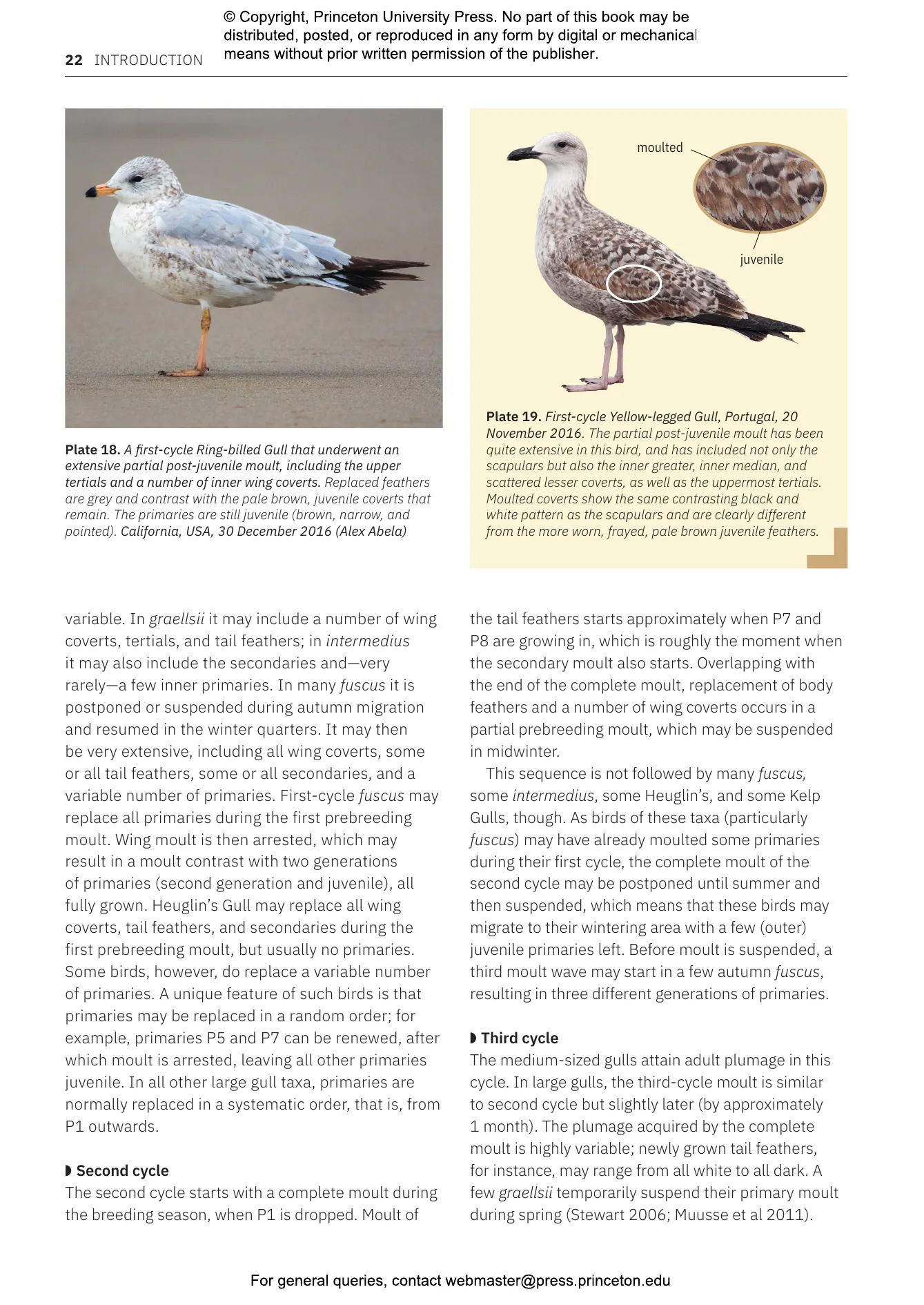 Gulls of Europe, North Africa, and the Middle East | Princeton